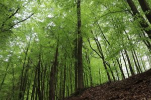 natürlich bewusster Leben aktiver Naturschutz